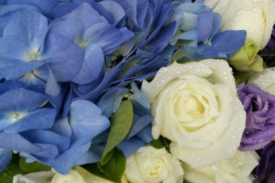 蓝绣球和白玫瑰搭配的意思