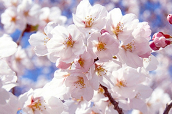 樱花花期一般有多少天