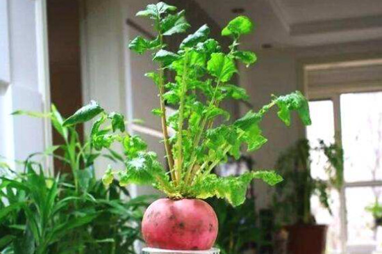 水培萝卜苗的种植方法