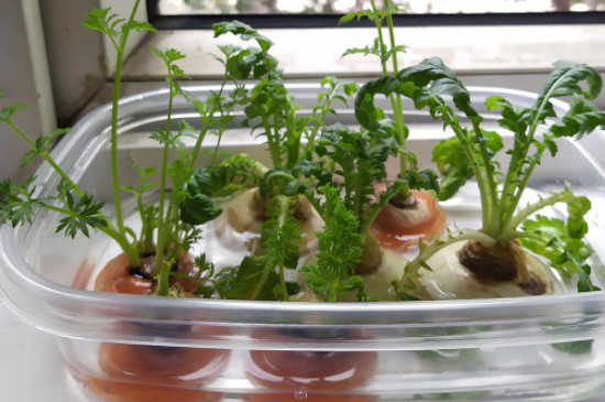 水培萝卜苗的种植方法