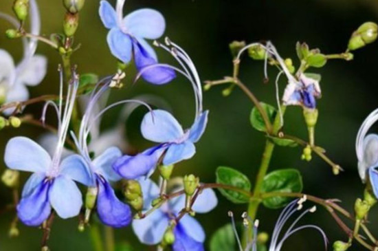 蓝蝴蝶花的养殖方法