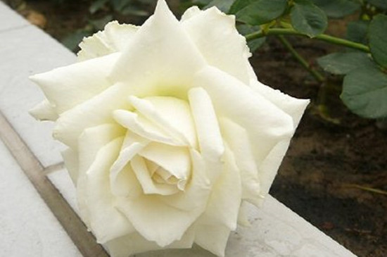 白色玫瑰花代表着什么