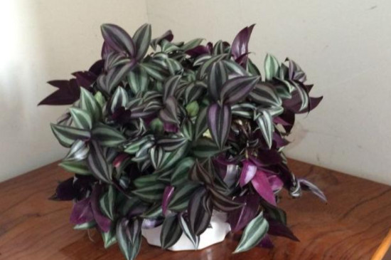 紫色吊兰怎么养才能更旺盛