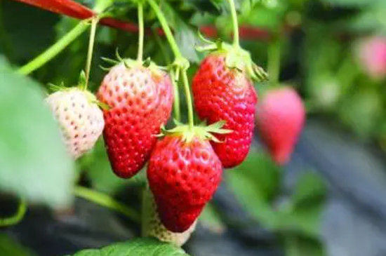 草莓多久发芽