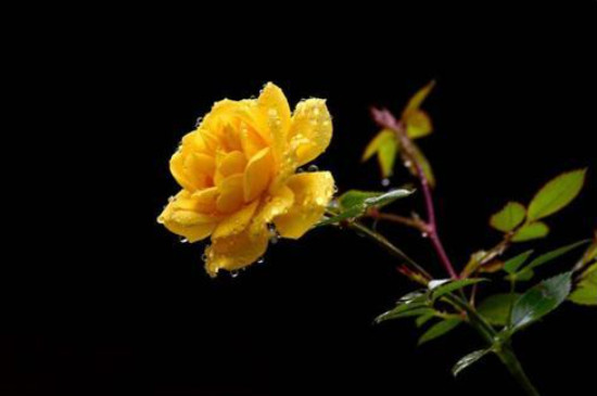 黄玫瑰代表什么花语