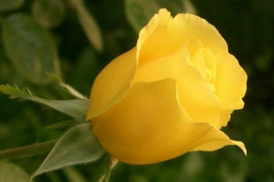 黄玫瑰的花语(粉玫瑰的花语和寓意)