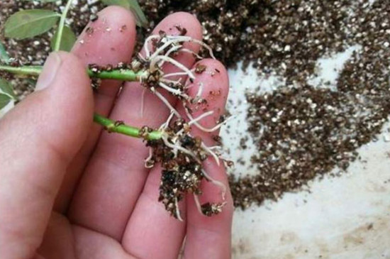 生根粉可以直接撒在土壤里吗