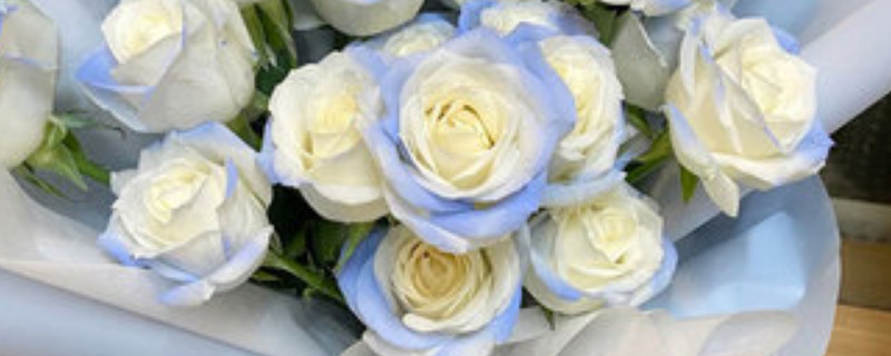 碎冰蓝玫瑰是染色的吗