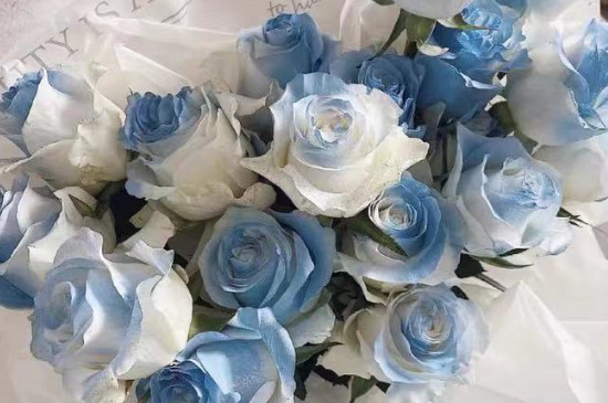 碎冰蓝玫瑰是染色的吗