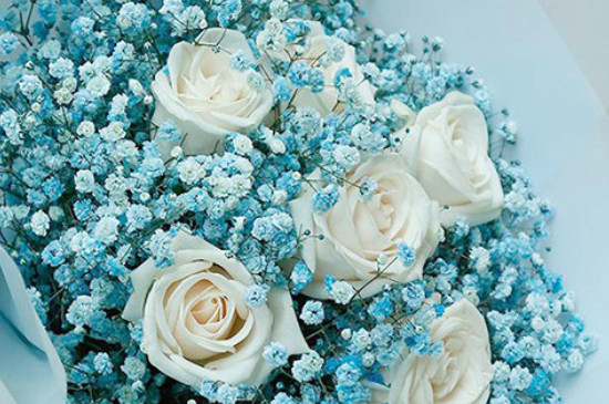 蓝白玫瑰花的花语