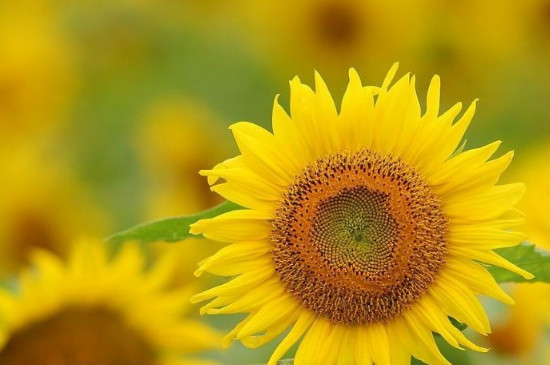 观赏向日葵种植时间和方法