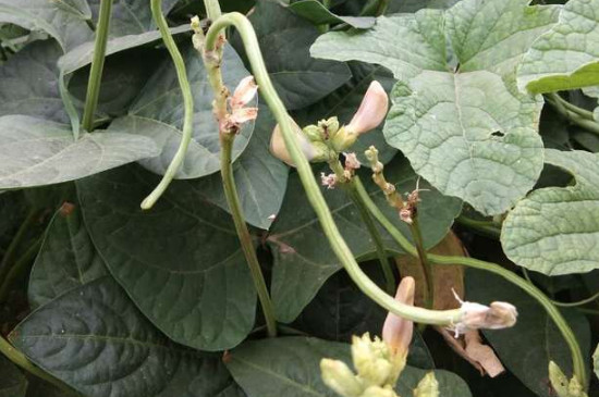 秋季豆角最佳种植时间及品种