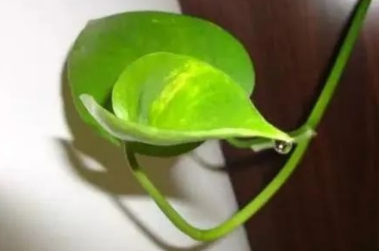 绿萝滴水是怎么回事