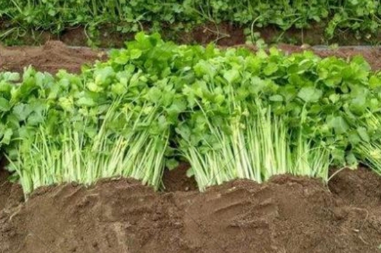 香芹菜种植时间和方法