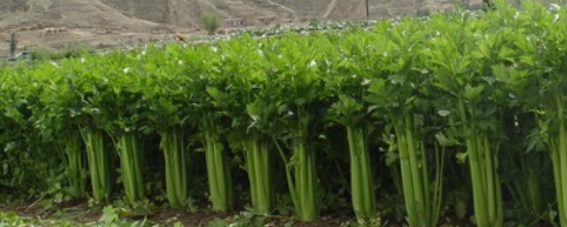 香芹菜种植时间和方法