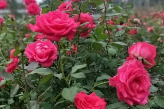 玫瑰花种子怎么种