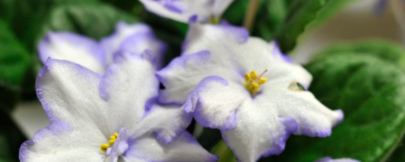 紫罗兰花语寓意是什么