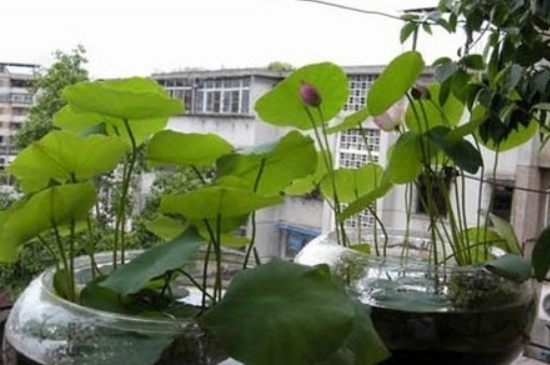 水培碗莲的种植方法
