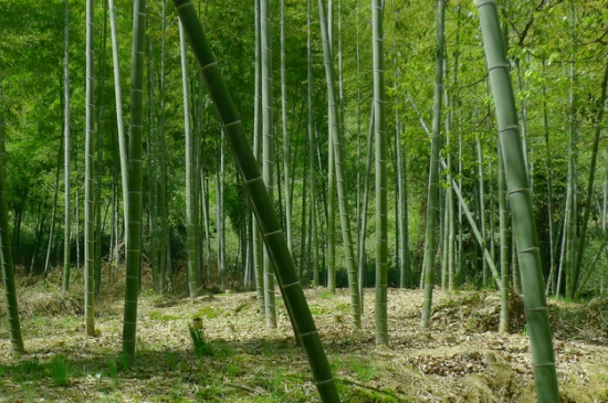竹子的特征和象征的品质