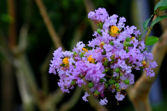 紫薇花期有多长