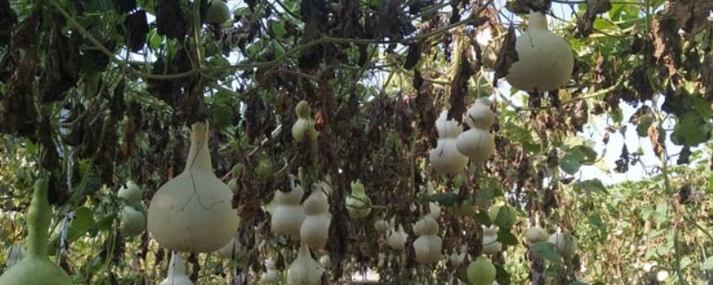 葫芦种子怎么催芽和种植