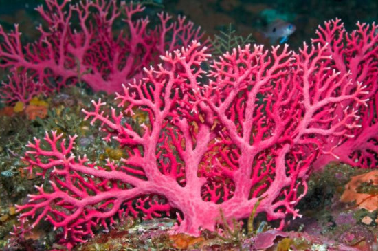 珊瑚怎么养