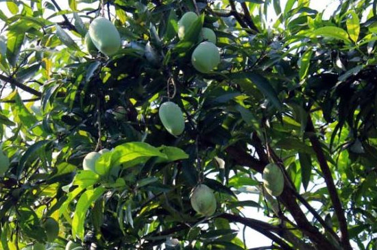 芒果核怎么发芽栽种