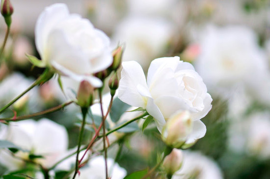 白玫瑰的寓意是什么意思