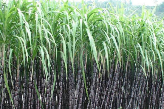 甘蔗种植时间和方法