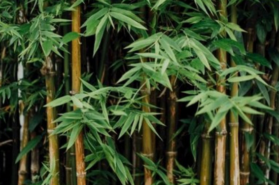 竹子怎么栽种