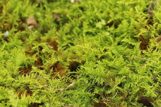 苔藓的生长环境和特点
