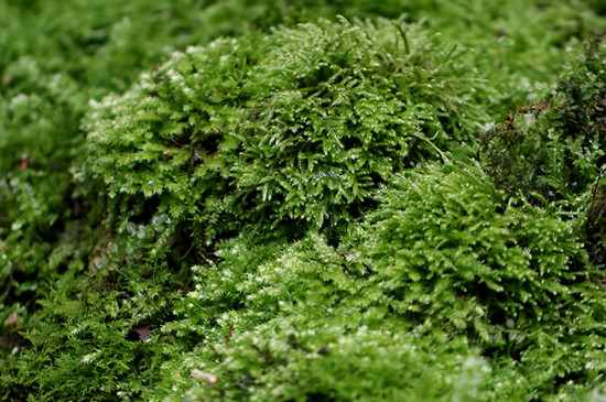 苔藓的生长环境和特点