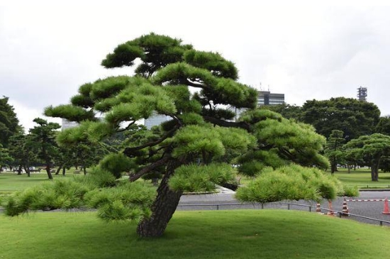 松树代表什么象征意义