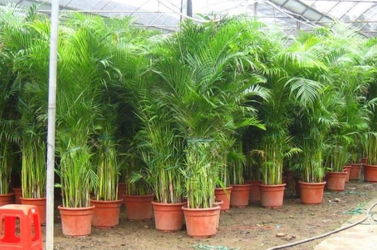 凤尾竹是什么植物