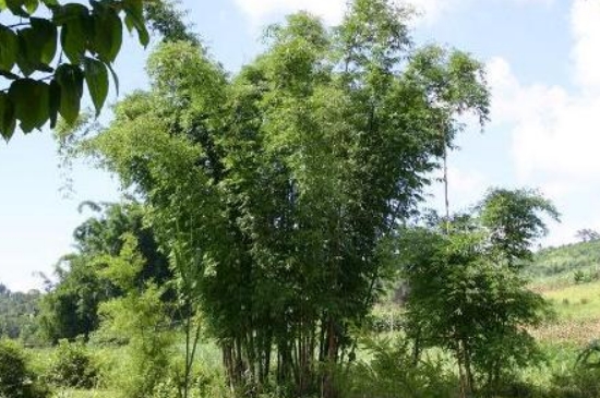 凤尾竹是什么植物