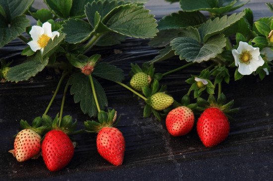 怎么让草莓苗又粗又壮