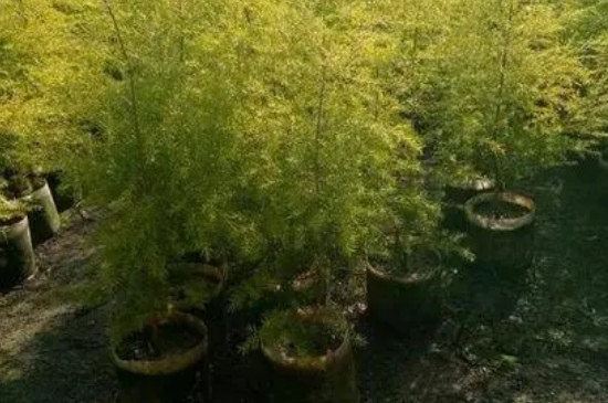 黄金木盆栽养殖方法