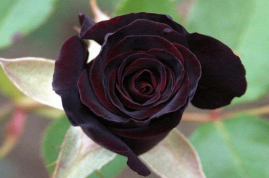 黑玫瑰的寓意和象征