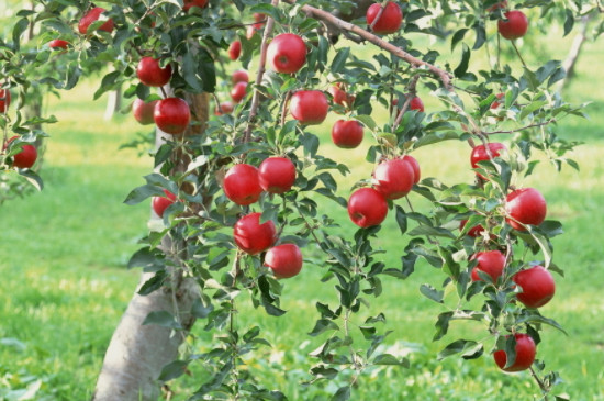 苹果树秋季修剪方法