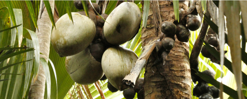 椰子传播种子的方法