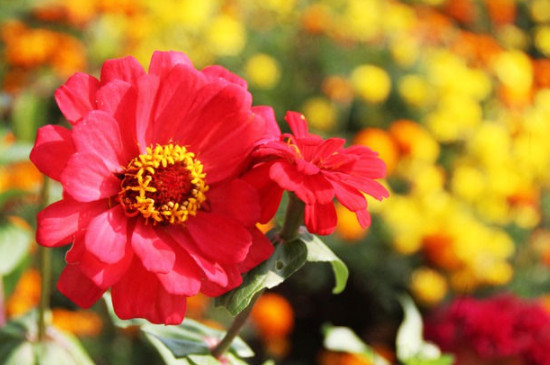 红色的太阳花的花语和寓意
