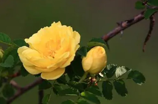 三朵黄玫瑰代表什么意思