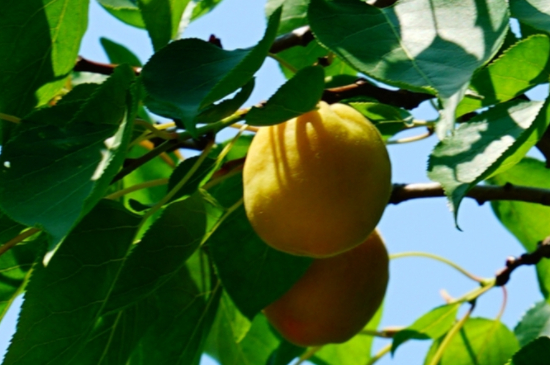 杏树的特征和特点