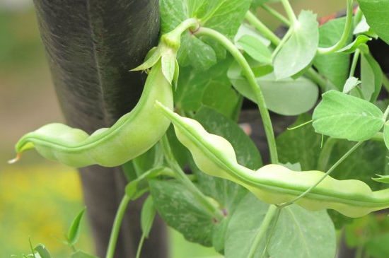 豌豆怎么种才容易出苗