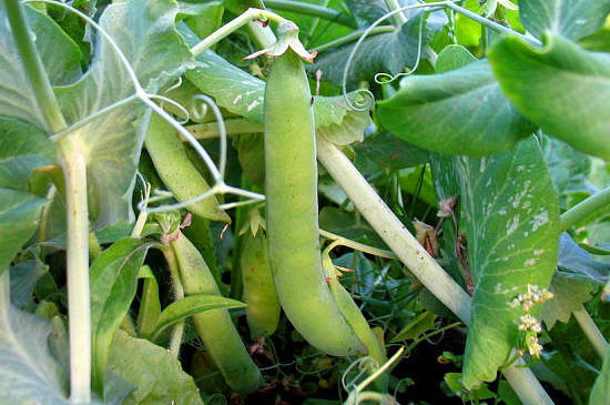 豌豆怎么种才容易出苗