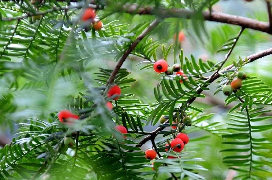 红豆杉品种