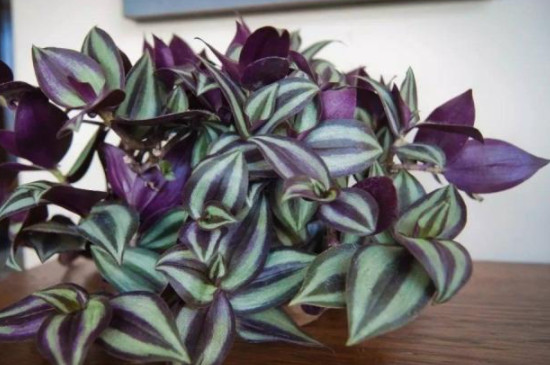 紫竹吊兰怎么养才能更旺盛
