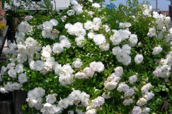 白色月季花有哪些品种