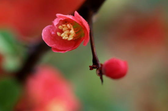 海棠花的特点及象征意义