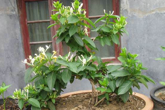 金银花盆栽养殖方法和注意事项